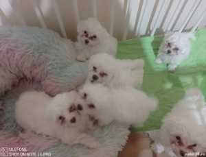 Bichon Malteze  - imagine 2