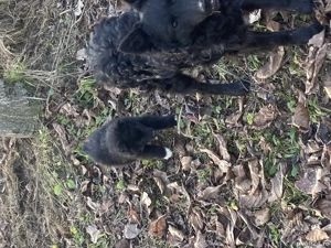 Cățel de întors Mudi  - imagine 2