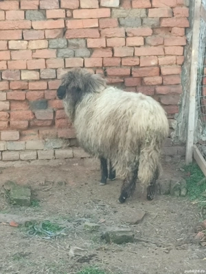 Mială de vânzare  - imagine 3