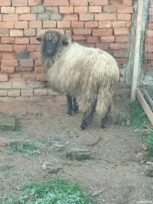 Mială de vânzare  - imagine 4