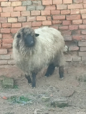 Mială de vânzare  - imagine 2