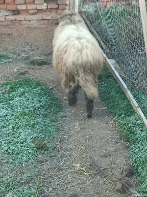 Mială de vânzare  - imagine 5