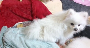 Doar pentru persoane responsabile - imagine 3