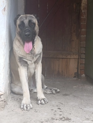 Mascul Kangal  - imagine 4
