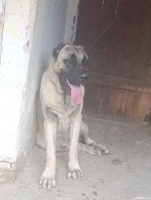 Mascul Kangal  - imagine 3