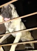 Mascul Kangal  - imagine 2