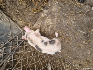 Purcei pietren - imagine 2