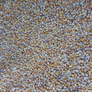 Vand porumb - imagine 2