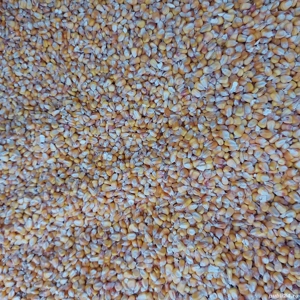 Vand porumb - imagine 4