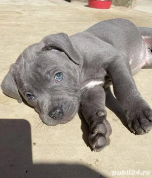 Cățeluș meriș Cane Corso