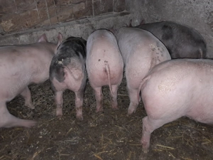 Purcei foarte frumosi