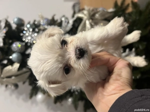 Bichon maltez de vanzare - imagine 2