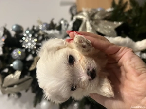 Bichon maltez de vanzare - imagine 3