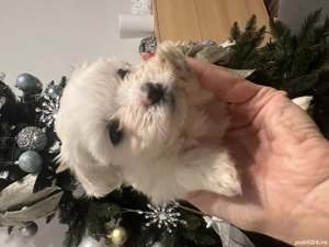 Bichon maltez de vanzare - imagine 4