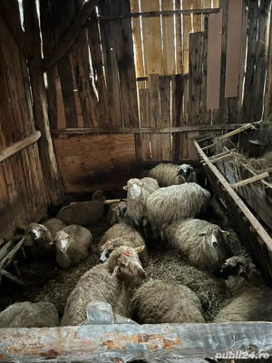 De vanzare oi - imagine 2