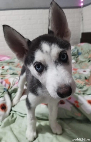 Puiuti Husky Siberian - imagine 2