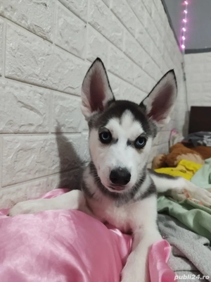 Puiuti Husky Siberian - imagine 4