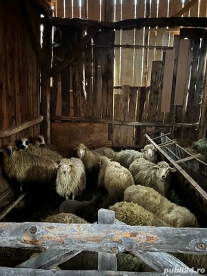 De vanzare oi - imagine 3