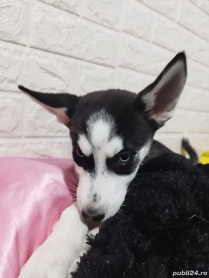 Puiuti Husky Siberian - imagine 5