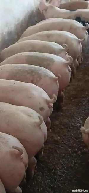 porci de vânzare  - imagine 4