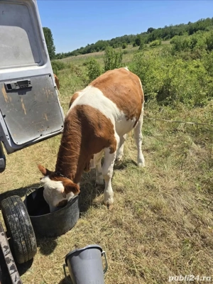 Vand Vaci.   - imagine 2