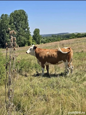 Vand Vaci.   - imagine 4