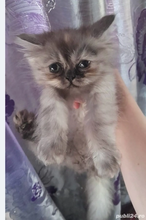 Pisicute persane - imagine 3