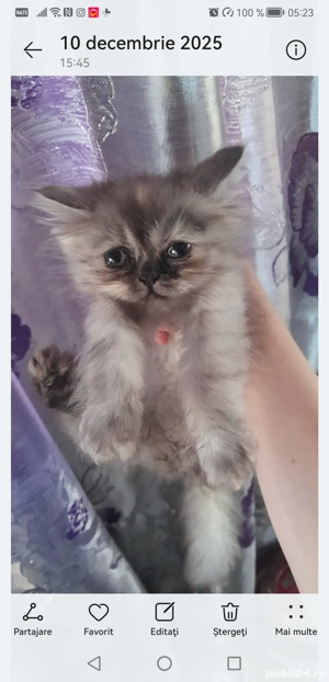 Pisicute persane - imagine 5