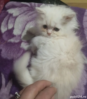 Pisicute persane - imagine 2
