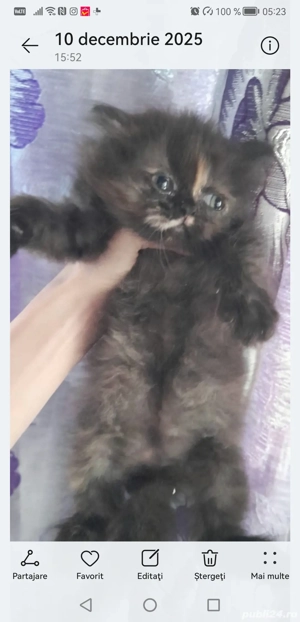Pisicute persane - imagine 6