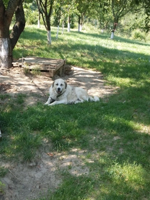 Donez urgent câini ciobănești  - imagine 2