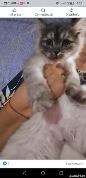 Pisica persana - imagine 4