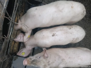 porci de vânzare  - imagine 2