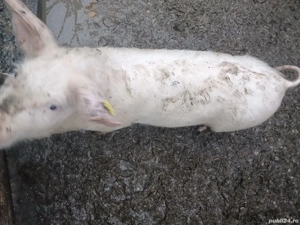 porci de vânzare  - imagine 5