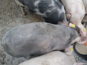 porci de vânzare 