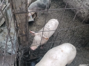 porci de vânzare  - imagine 4