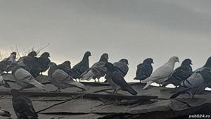 Porumbei de vanzare - imagine 2