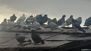 Porumbei de vanzare - imagine 4