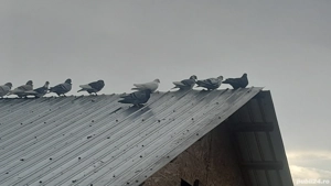 Porumbei de vanzare - imagine 3