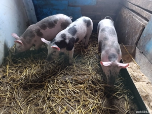 Soldani disponibili - imagine 4