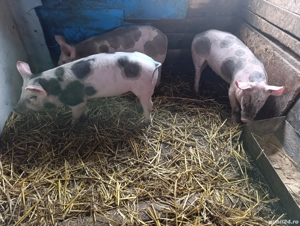 Soldani disponibili - imagine 2