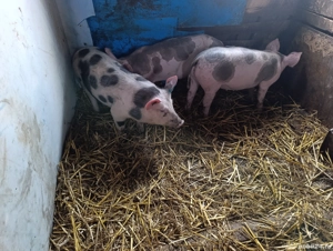 Soldani disponibili - imagine 3