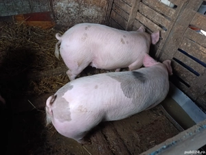 Disponibili  - imagine 2