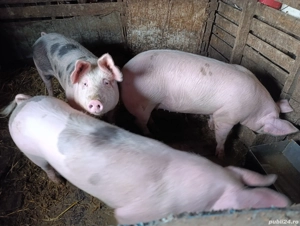 Disponibili  - imagine 3