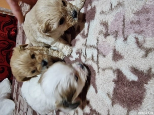 Vand căței  - imagine 2