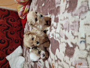 Vand căței  - imagine 4