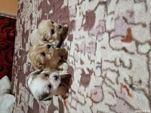 Vand căței  - imagine 5