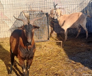 Tap alpin francez  - imagine 2