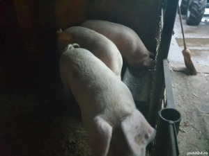 Porci de carne  - imagine 2