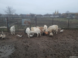 Capre sanen si alba de banat  - imagine 3